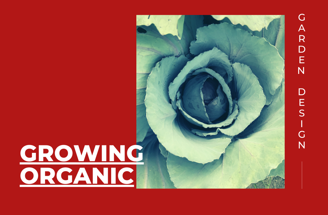 Gallery: Growing organic
