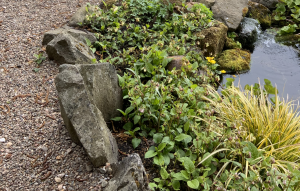 Read more about the article Garden Ground Covers