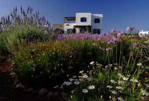 Read more about the article Greeks and Romans Gardens